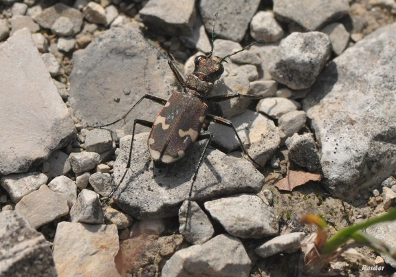 Dünen-Sandlaufkäfer (Cicindela hybrida)